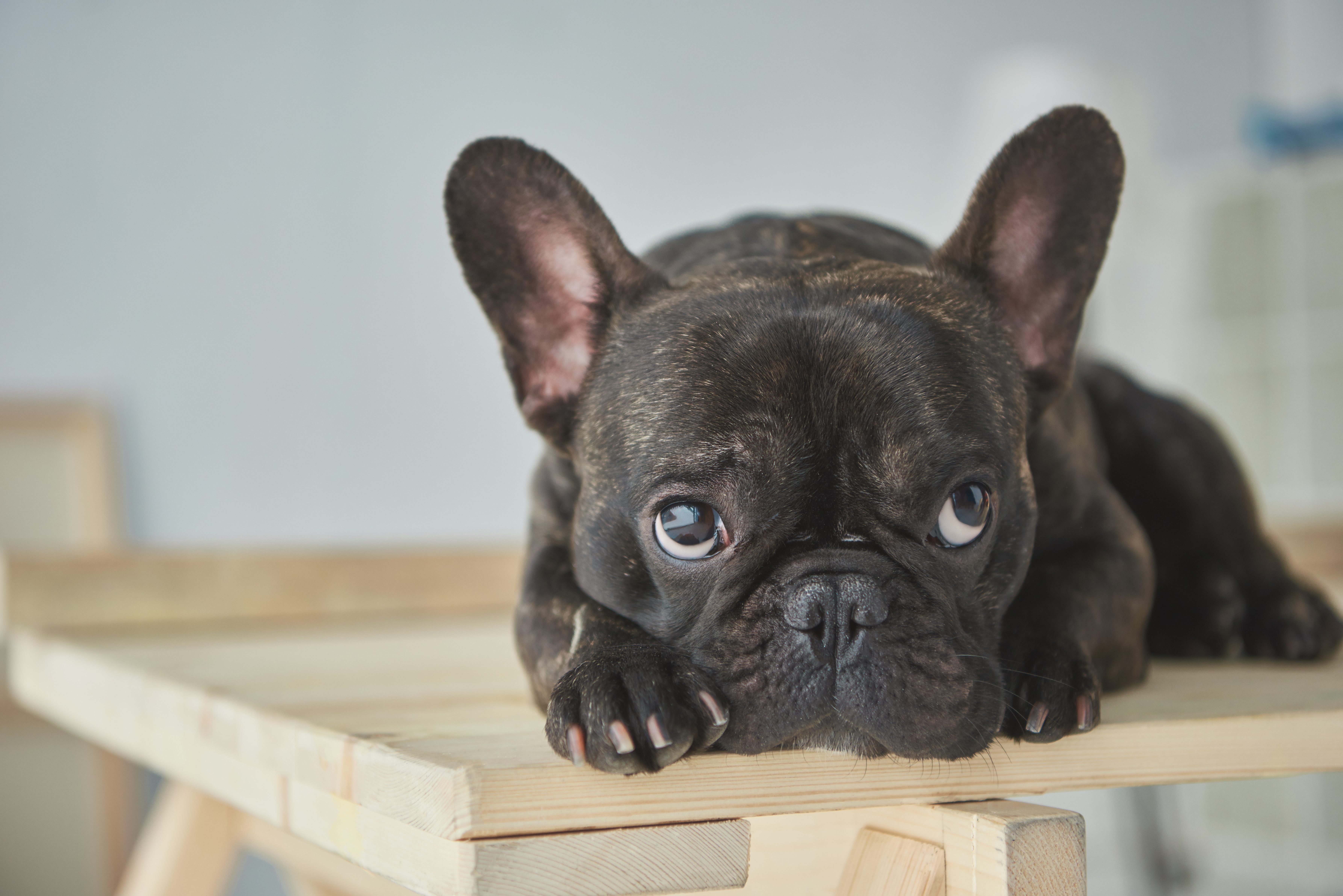 dna health testing of adorable black french bulldog lying on wooden table