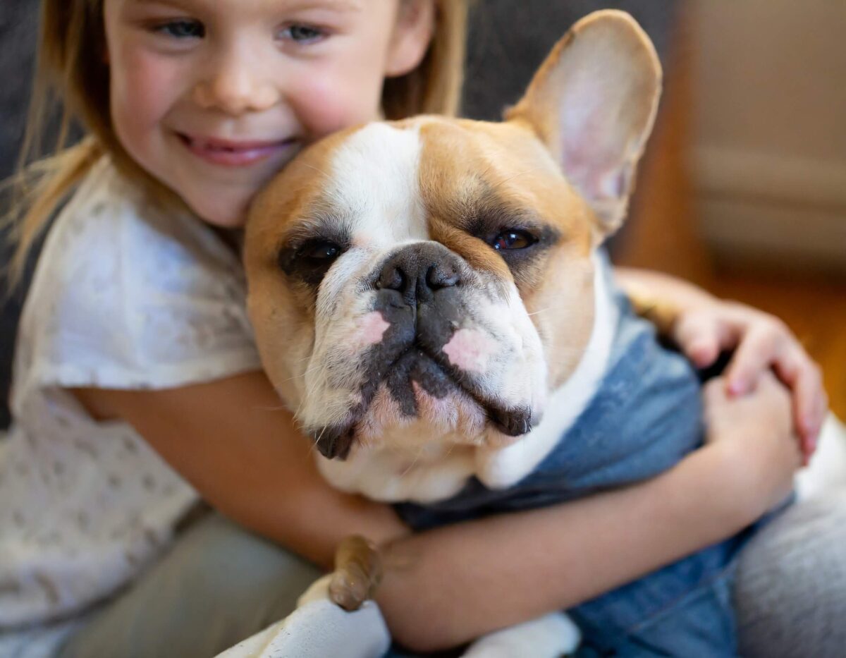 french bulldog with cleft palate cuddling girl